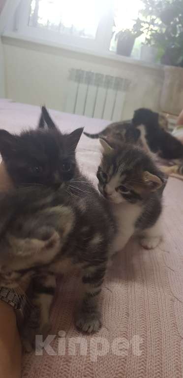 Кошки в Сочи: Мила Девочка, 100 руб. - фото 2