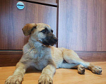 Собаки в Раменском: Джек  Мальчик, Бесплатно - фото 2