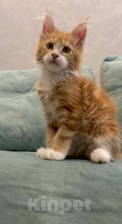 Кошки в Иркутске: Кошечка породы мейн-кун Девочка, 30 000 руб. - фото 3