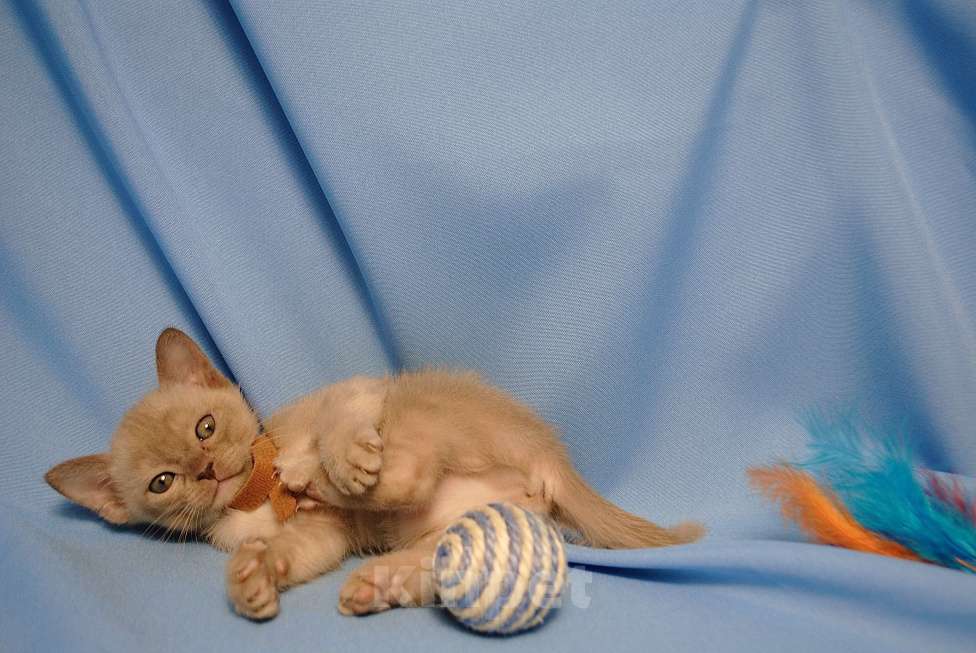 Кошки в Москве: Бурманские котята Девочка, 60 000 руб. - фото 4