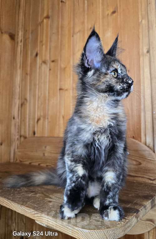 Кошки в Москве: Под стерелизацию Девочка, 1 руб. - фото 4