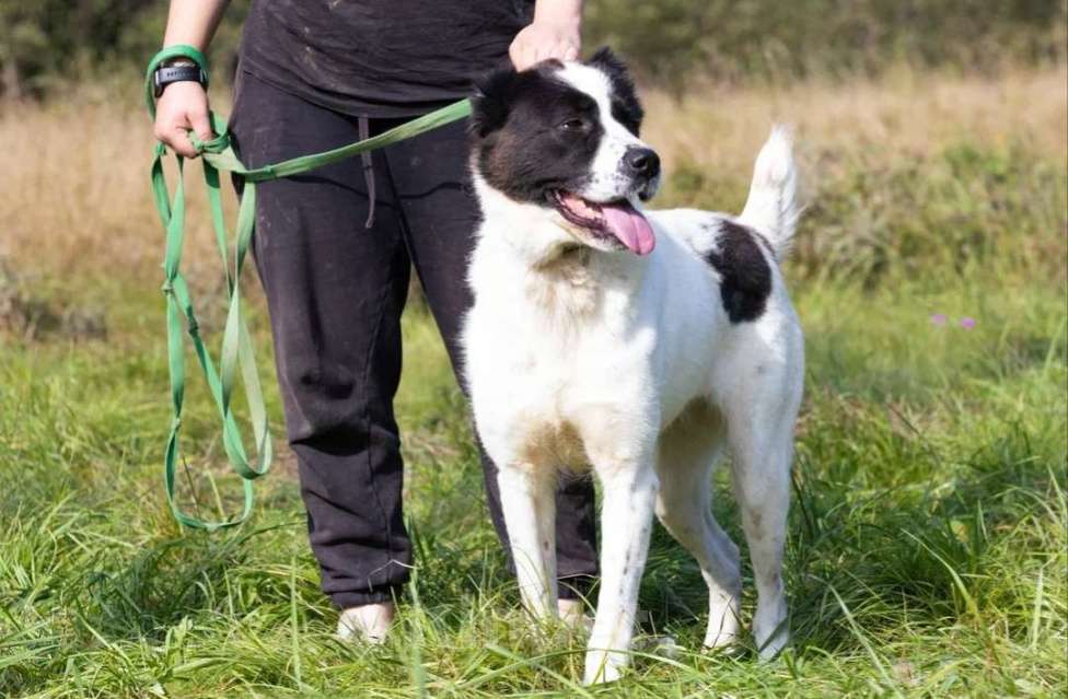 Собаки в Истре: Среднеазиатская овчарка Нигина в поисках дома  Девочка, Бесплатно - фото 4