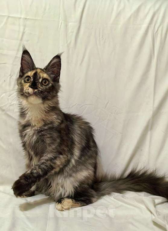 Кошки в Краснодаре: ОЛИВИЯ Девочка, 45 000 руб. - фото 2