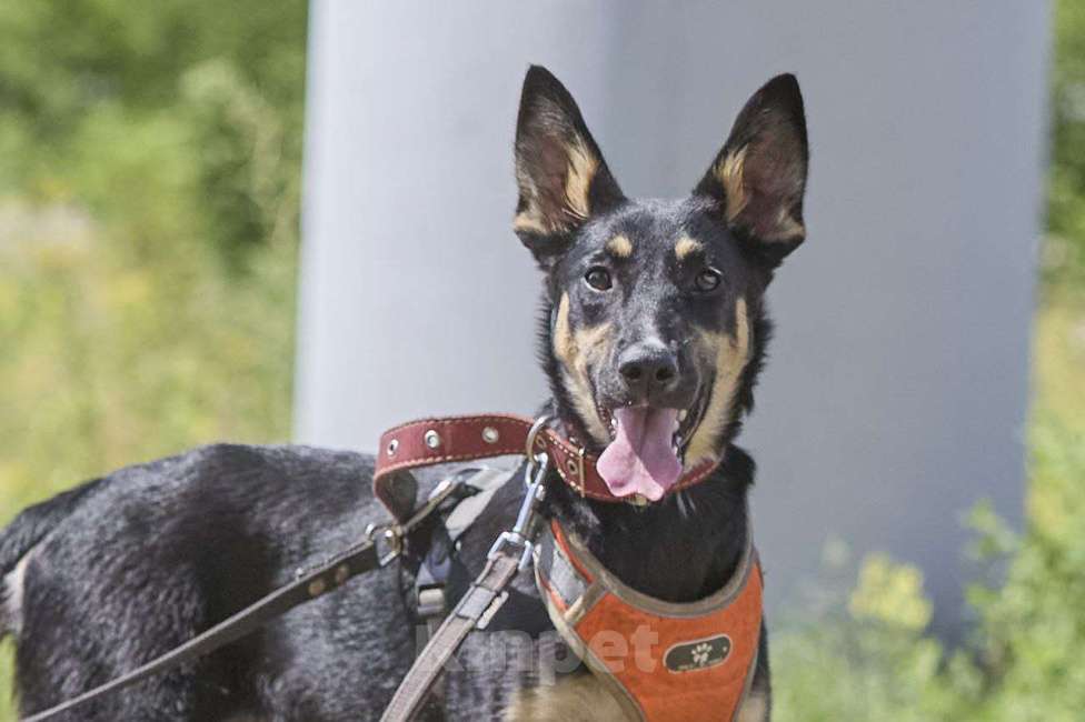 Собаки в Москве: Агата ищет свой дом Девочка, Бесплатно - фото 1