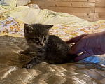 Кошки в Москве: Котята в добрые руки Девочка, Бесплатно - фото 1