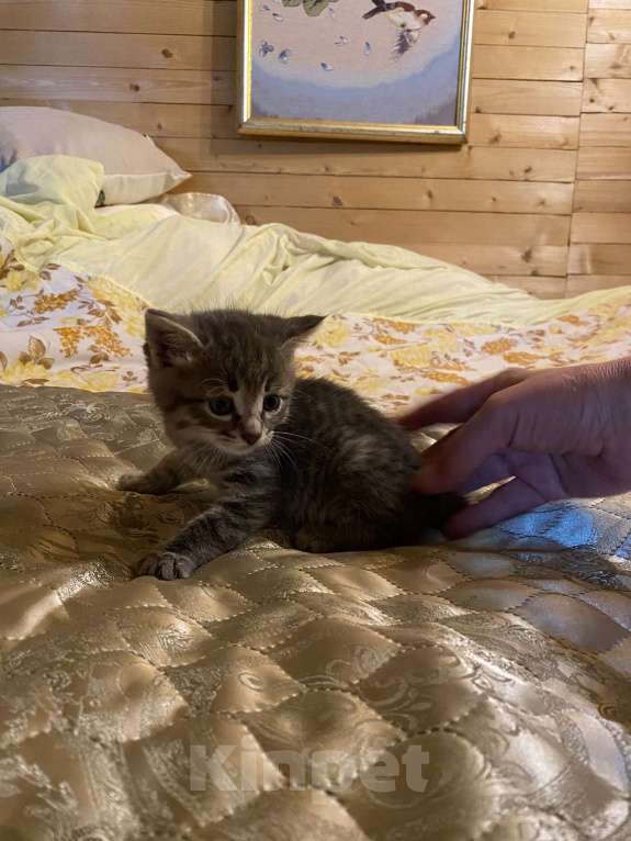 Кошки в Москве: Котята в добрые руки Девочка, Бесплатно - фото 1