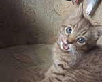 Кошки в Кашире: Котенок Тишка Мальчик, 5 000 руб. - фото 5