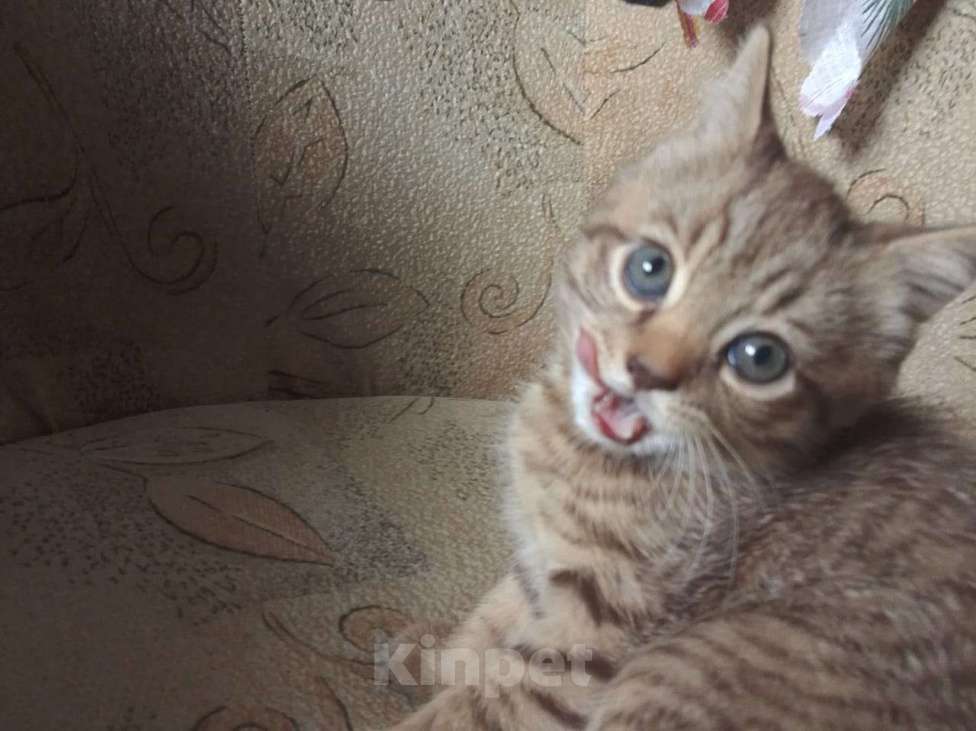 Кошки в Кашире: Котенок Тишка Мальчик, 5 000 руб. - фото 5