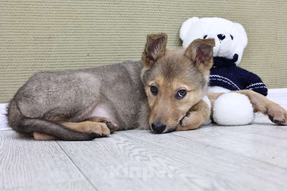 Собаки в Москве: Щенки бесплатно в Москве Девочка, Бесплатно - фото 2