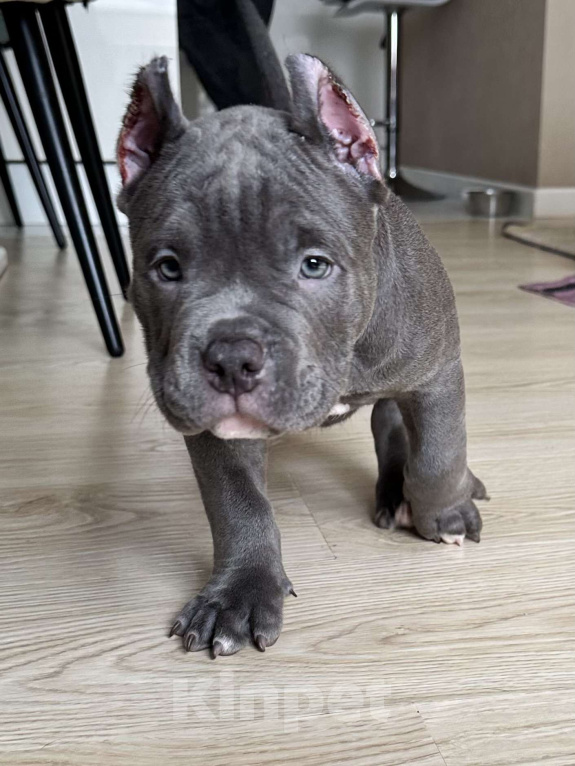 Собаки в Лыткарино: Амбулли 2.5 мес, мальчик Мальчик, 150 000 руб. - фото 3