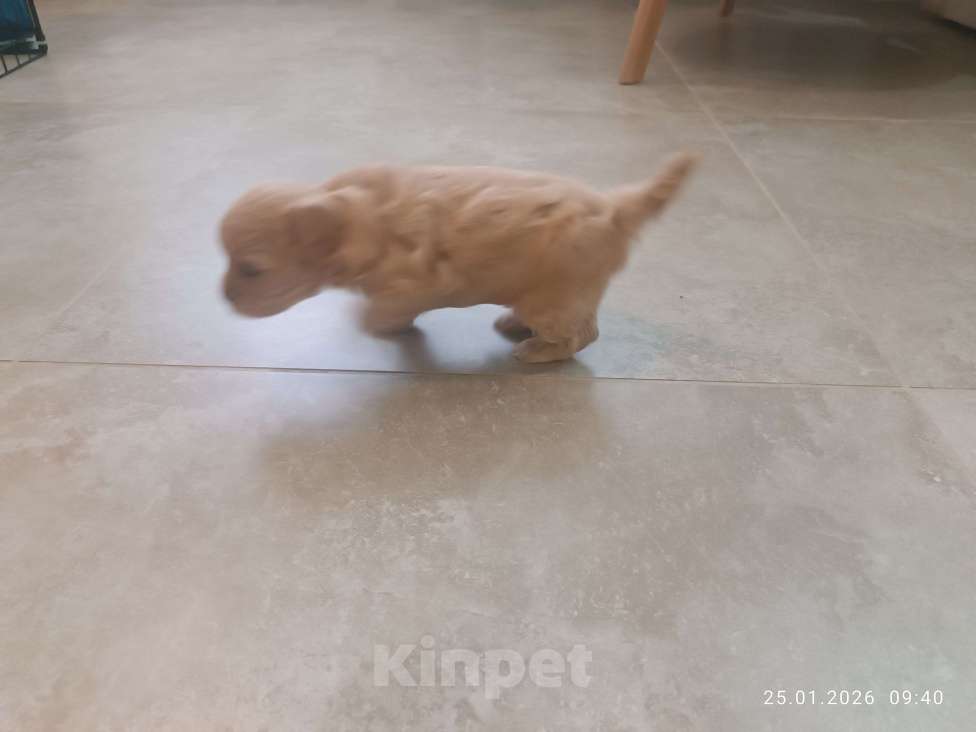 Собаки в Краснодаре: Продаю щенков мальтипу Мальчик, 80 000 руб. - фото 6