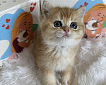 Кошки в Москве: Британский котенок ny11 Девочка, 55 000 руб. - фото 5