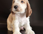 Собаки в Архангельске: Продаются щенки английского кокер-спаниеля Разнополые, 70 000 руб. - фото 1