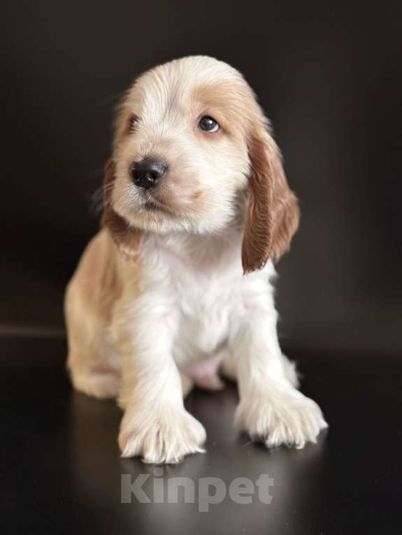 Собаки в Архангельске: Продаются щенки английского кокер-спаниеля Разнополые, 70 000 руб. - фото 1