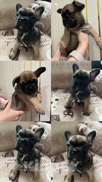 Собаки в Магнитогорске: Французский бульдог Разнополые, 23 000 руб. - фото 1