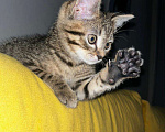 Кошки в Котельнике: Котенок 4,5 месяца  Мальчик, Бесплатно - фото 3
