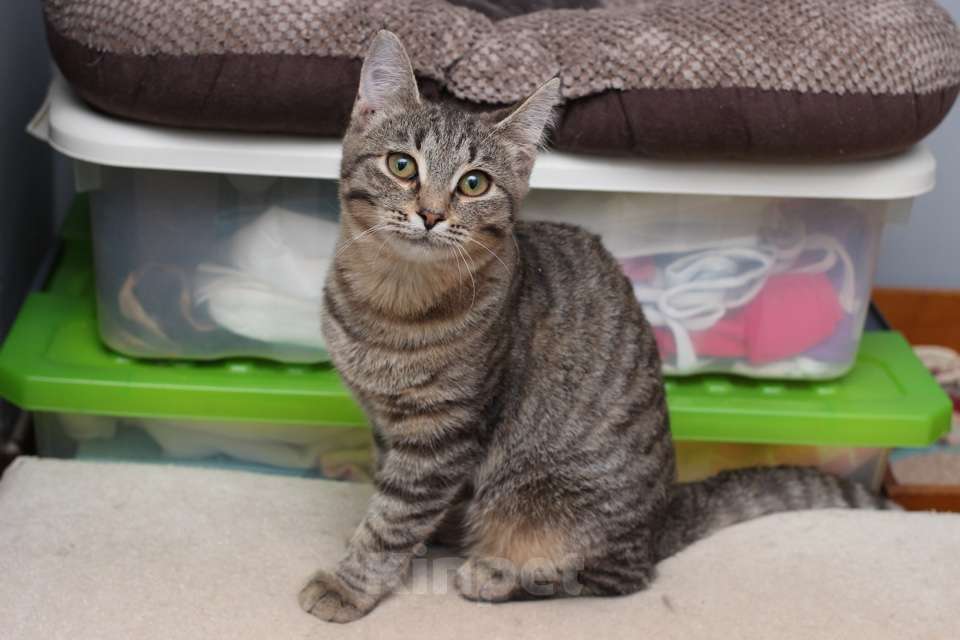 Кошки в Москве: Ласковая 6 мес кошечка Уля в поиске семьи! Девочка, Бесплатно - фото 5