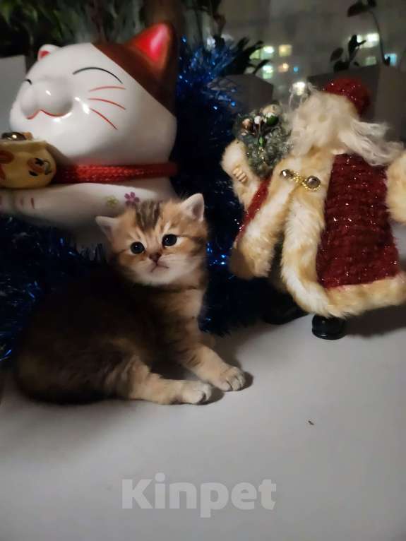 Кошки в Москве: Шотландские  котята  Мальчик, 25 000 руб. - фото 2