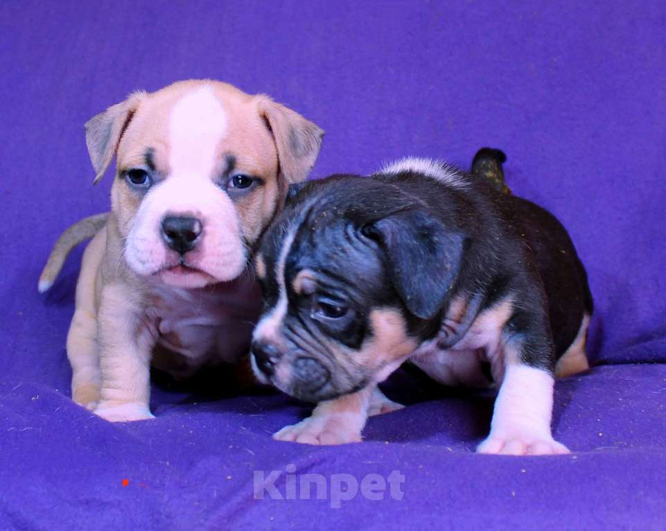 Собаки в Череповце: Растут малыши Разнополые, 80 000 руб. - фото 1