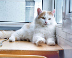 Кошки в Малмыже: Кот Лёва ждёт семью, 100 руб. - фото 3