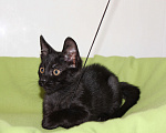 Кошки в Одинцово: Котенок в добрые руки Черныш Мальчик, 1 руб. - фото 8