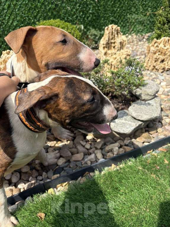 Собаки в Пушкино: крупная девочка стандартного бультерьера (Кися) Девочка, 70 000 руб. - фото 5