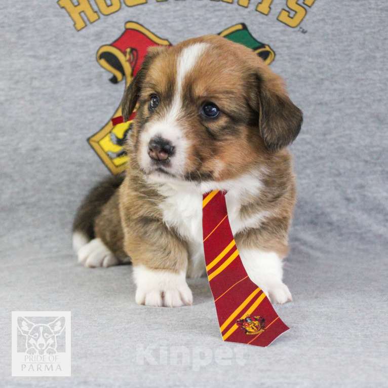 Собаки в Перми: Щенки вельш корги кардиган Девочка, 55 000 руб. - фото 2