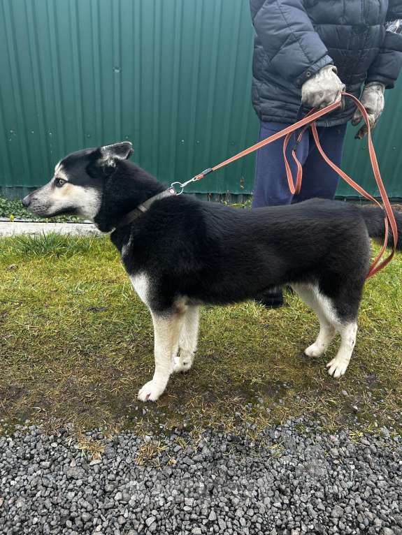 Собаки в Голицыно: Тео Мальчик, Бесплатно - фото 3