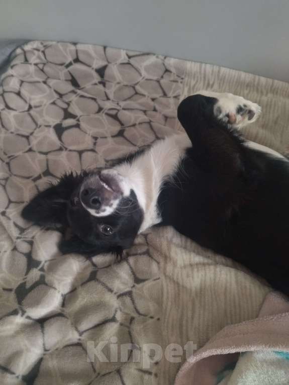 Собаки в Вязьме: Срочно!!! Щенок в добрые руки  Девочка, Бесплатно - фото 2