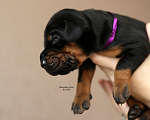 Собаки в Москве: Щенки добермана. Питомник РКФ Девочка, 120 000 руб. - фото 2