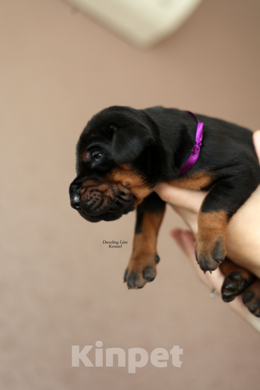 Собаки в Москве: Щенки добермана. Питомник РКФ Девочка, 120 000 руб. - фото 2