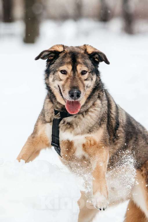 Собаки в Москве: Рони ищет дом Мальчик, Бесплатно - фото 5
