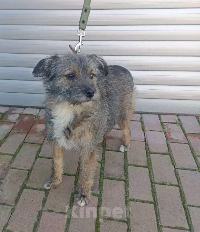 Собаки в Краснодаре:  Ищу своего жадину который не отдаст меня ни кому  Девочка, 1 руб. - фото 4