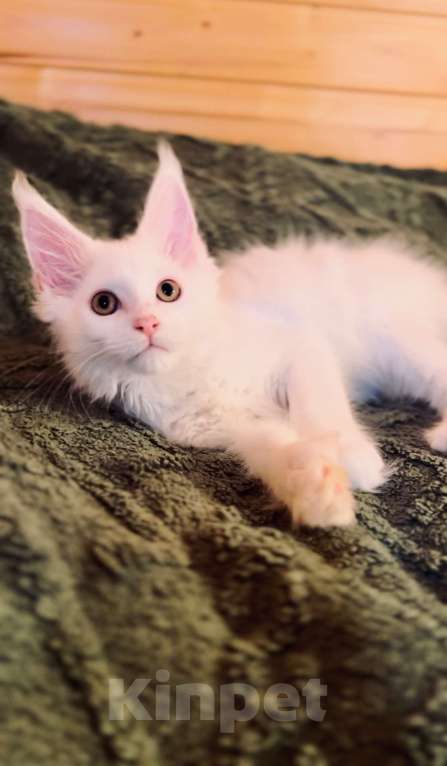 Кошки в Москве: Мейнкун белый полидакт Мальчик, 50 000 руб. - фото 8