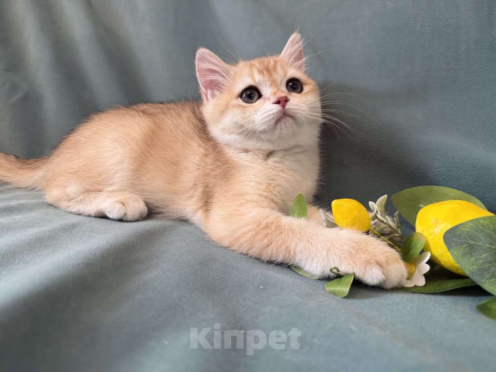 Кошки в Комсомольске-На-Амуре: Золотая шиншилла Юми Девочка, 50 000 руб. - фото 10