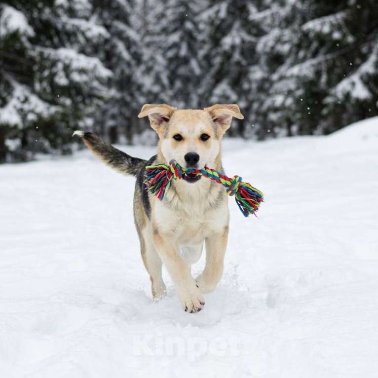 Собаки в Москве: щенок Ася в добрые руки Девочка, Бесплатно - фото 4