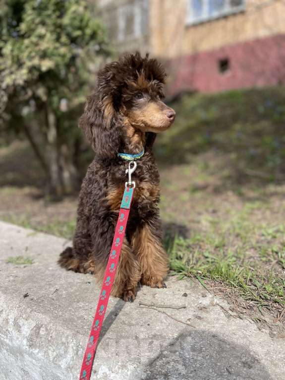 Собаки в Калуге: Пудель фантом Мальчик, 100 000 руб. - фото 2