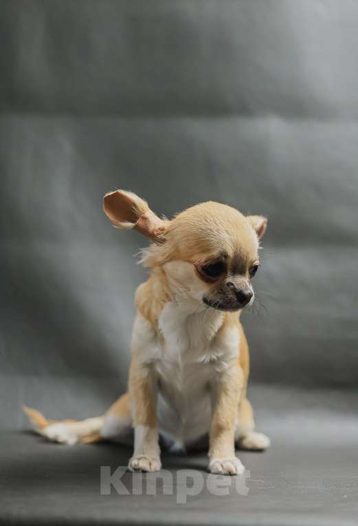 Собаки в Новосибирске: Щенок Чихуахуа  Девочка, 130 000 руб. - фото 4