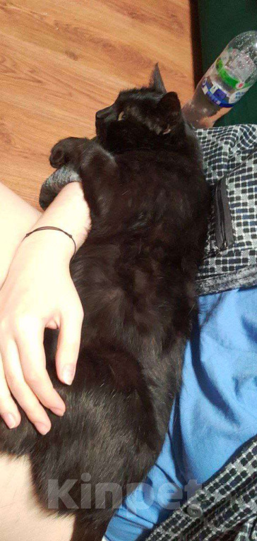 Кошки в других городах Калужской области: Чёрная ласковая Маковка Девочка, Бесплатно - фото 4