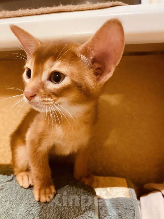 Кошки в Сочи: Абиссинский котенок соррель  Девочка, 60 000 руб. - фото 2