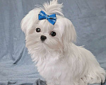 Собаки в Москве: мальтезе мини девочка Девочка, 145 000 руб. - фото 2