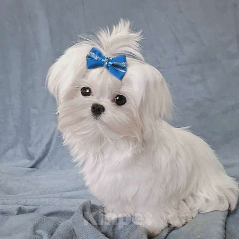 Собаки в Москве: мальтезе мини девочка Девочка, 145 000 руб. - фото 2