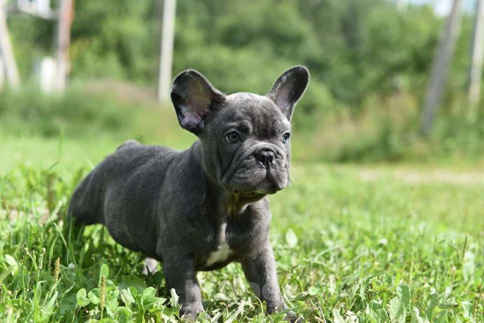 Собаки в Москве: Французский бульдог щенки  Мальчик, 50 000 руб. - фото 3