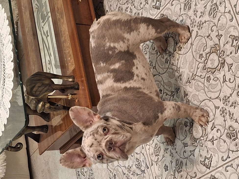 Собаки в Майкопе: Продаю чудесного щенка Девочка, Бесплатно - фото 4