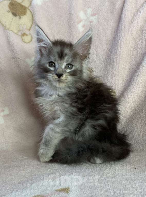 Кошки в Дмитрове: Черная серебристая мраморная девочка мейн кун Девочка, 15 000 руб. - фото 5