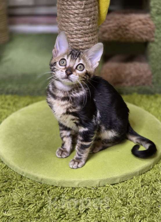 Кошки в Москве: Franceska Benjoy Девочка, 40 000 руб. - фото 3