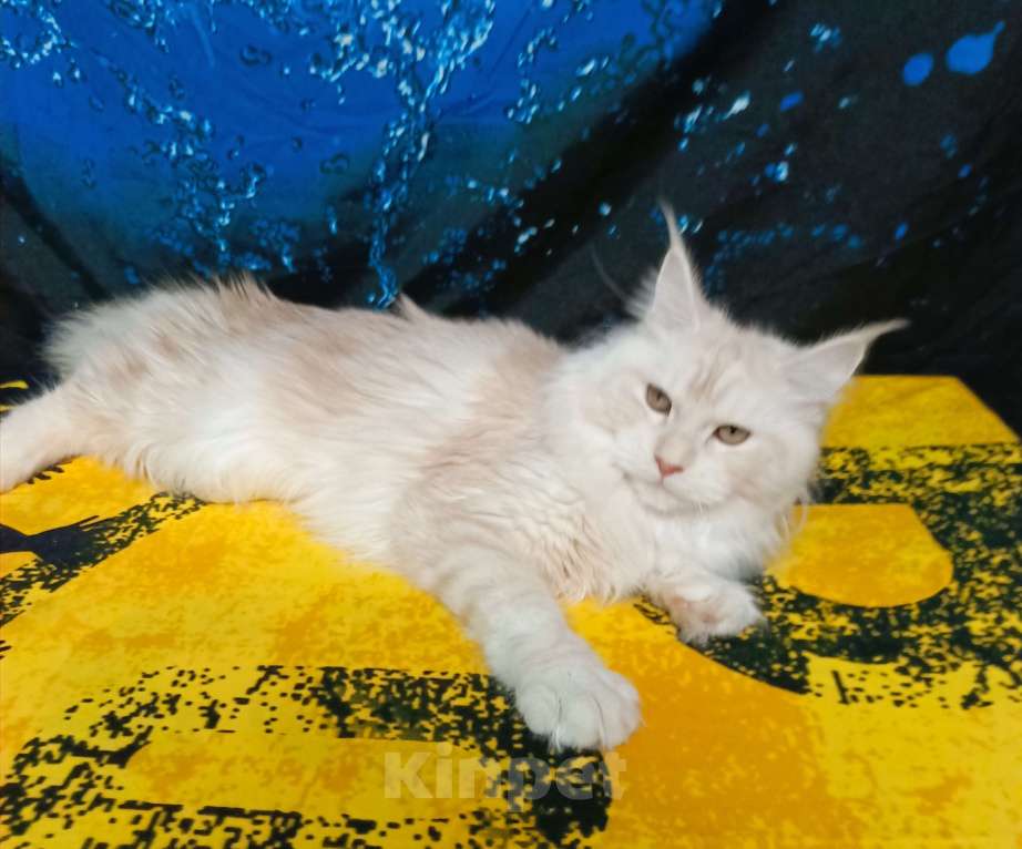 Кошки в Санкт-Петербурге: Девочка ds 22 Девочка, 35 000 руб. - фото 7