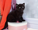 Кошки в Мурином: Британский котик черного окраса Мальчик, 38 000 руб. - фото 4