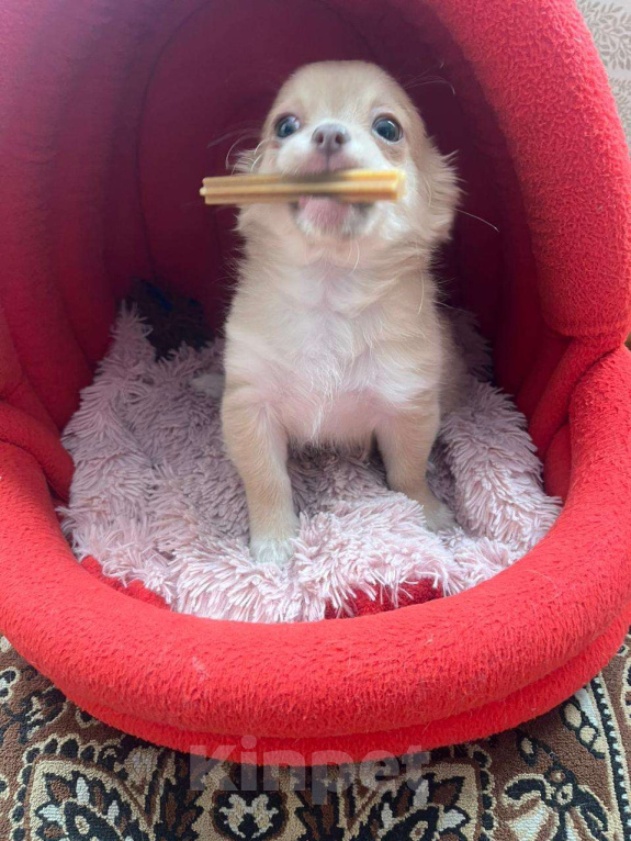 Собаки в Кемерово: Щенок чихуахуа Мальчик, 16 000 руб. - фото 5