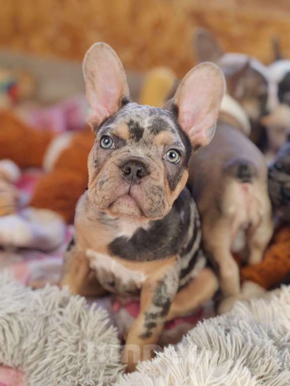 Собаки в Санкт-Петербурге: Шикарная шоколадная девочка Девочка, 50 000 руб. - фото 5